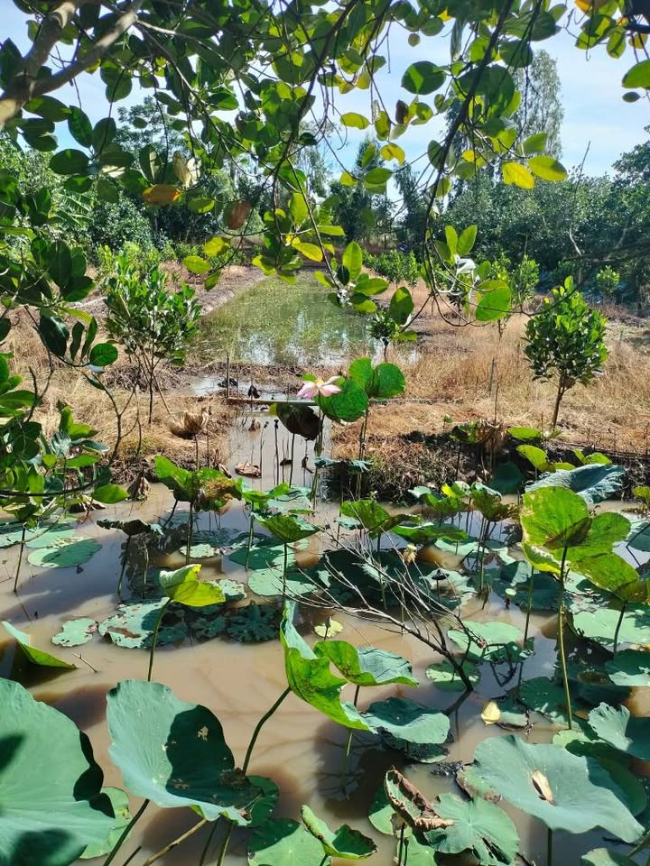 Đất vườn 8 công tại Thanh Mỹ, Tháp Mười - Đầu tư sinh lời ngay!