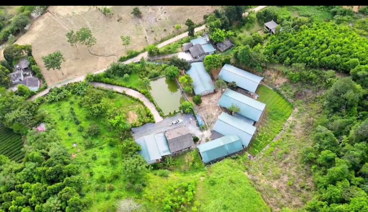 Trang trại siêu VIP tại Bảo Thắng 1,5Ha giá 2 tỷ - Đầu tư sinh lời cao!