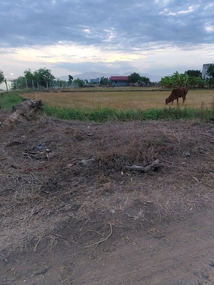 Đất nền Hàm Chính 676m² giá chỉ 499 triệu - Cơ hội đầu tư hấp dẫn!