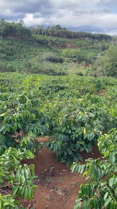 Đất đầu tư 34,200m² tại thôn Hàm Rồng, Gia Lai - Giá 2 tỷ, vị trí đẹp gần trung tâm!