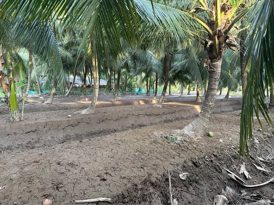 Bán gấp Farm ấp Tân Phú, Tiền Giang 2724m² giá 3.3 tỷ - Căn nhà cổ 127 năm với nội thất sang trọng!