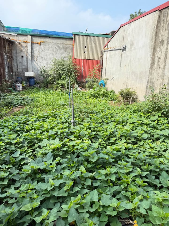 Đất Kim Chung 74,5m² giá 5,15 tỷ - Vị trí đẹp, kinh doanh thuận lợi!