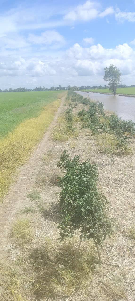 Đất nông nghiệp Vĩnh Phú, An Giang 15.000m² giá 2.1 tỷ - Cơ hội đầu tư tuyệt vời!