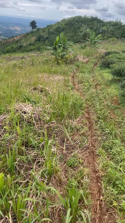 Đất nông nghiệp tại xã Đại Lào, Bảo Lộc 1800m² giá chỉ 550 triệu - Tiềm năng đầu tư lớn!