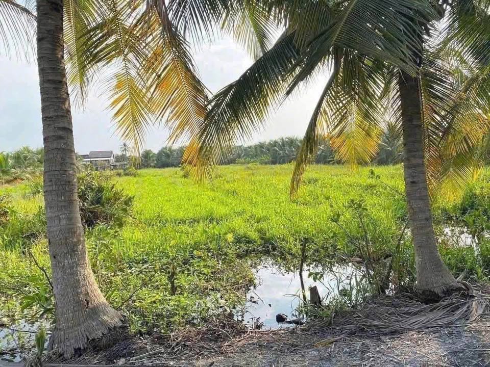 Đất nền Lúa 3700m² tại xã Lợi Bình Nhơn, Tân An - Đầu tư sinh lời ngay!