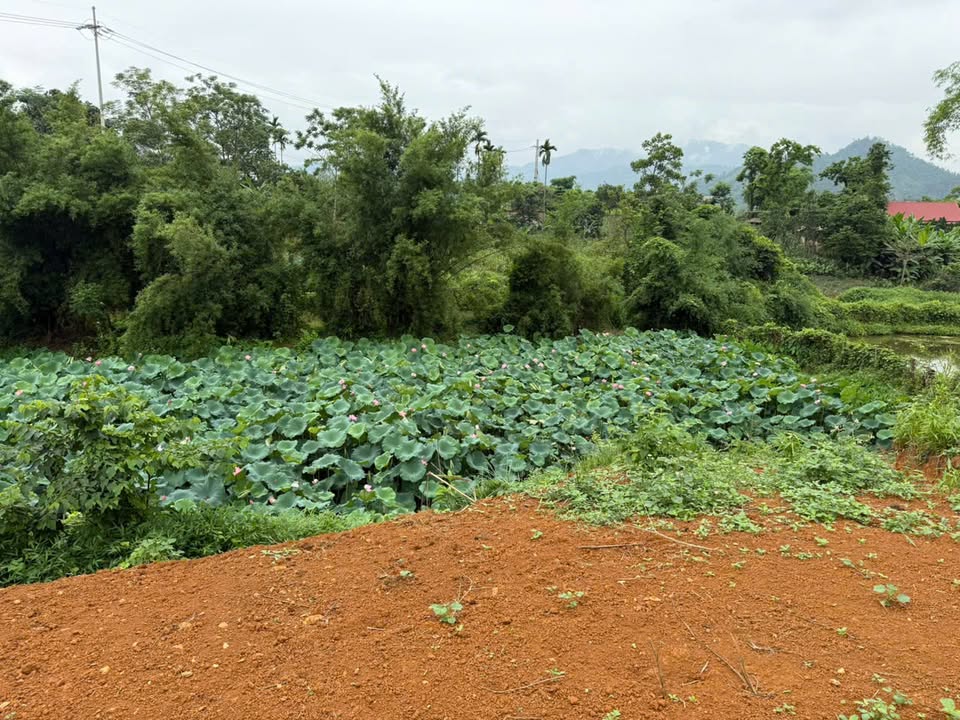 Đất nền Yên Trung - Thạch Thất, Hà Nội 1.539m² giá thỏa thuận - Cơ hội đầu tư hấp dẫn!