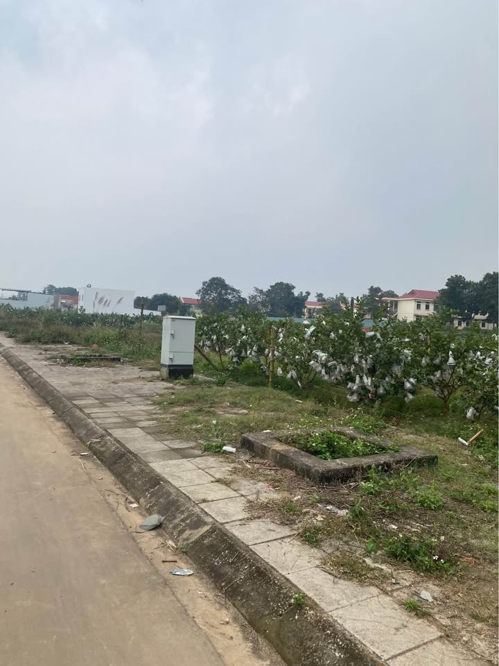 Đất trang trại 4.000m² tại Quang Trung, Bỉm Sơn - Giá thỏa thuận hấp dẫn!