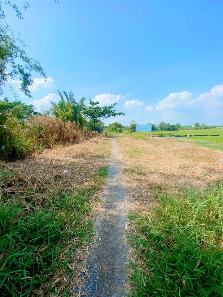 Đất ruộng xã Phú Lễ, Bến Tre 2800m² - Giá chỉ 840 triệu, cơ hội đầu tư hấp dẫn!