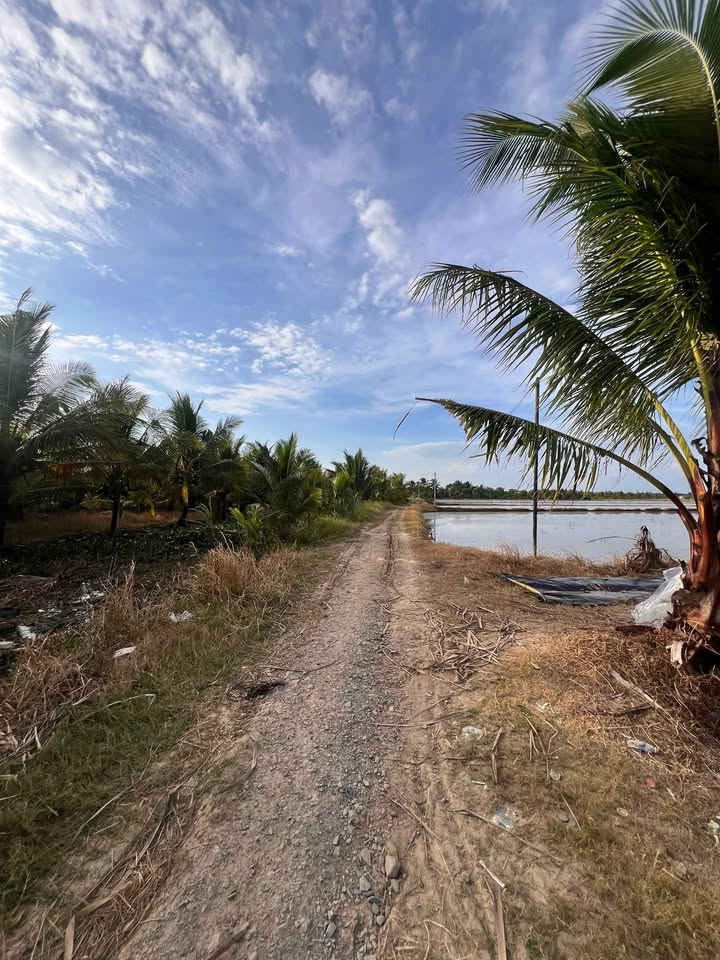 Đất vườn dừa Huyền Hội 5558m² giá 1.39 tỷ - Mặt tiền kênh, đầu tư lý tưởng!