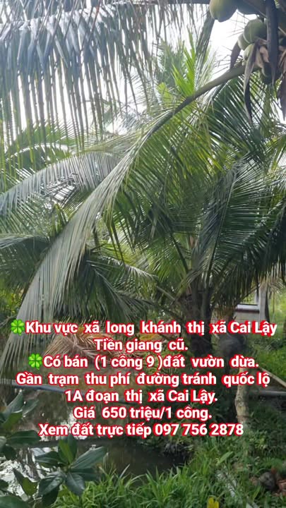 Đất nền phường Cai Lậy mới, Tiền Giang 1900m² - Giá thương lượng hấp dẫn!