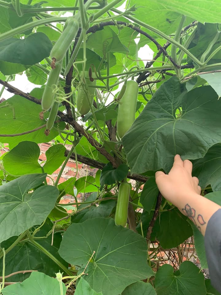 Đất thổ cư 60m² Hiền Ninh, Sóc Sơn chỉ 1 tỷ - Sổ đỏ chính chủ!