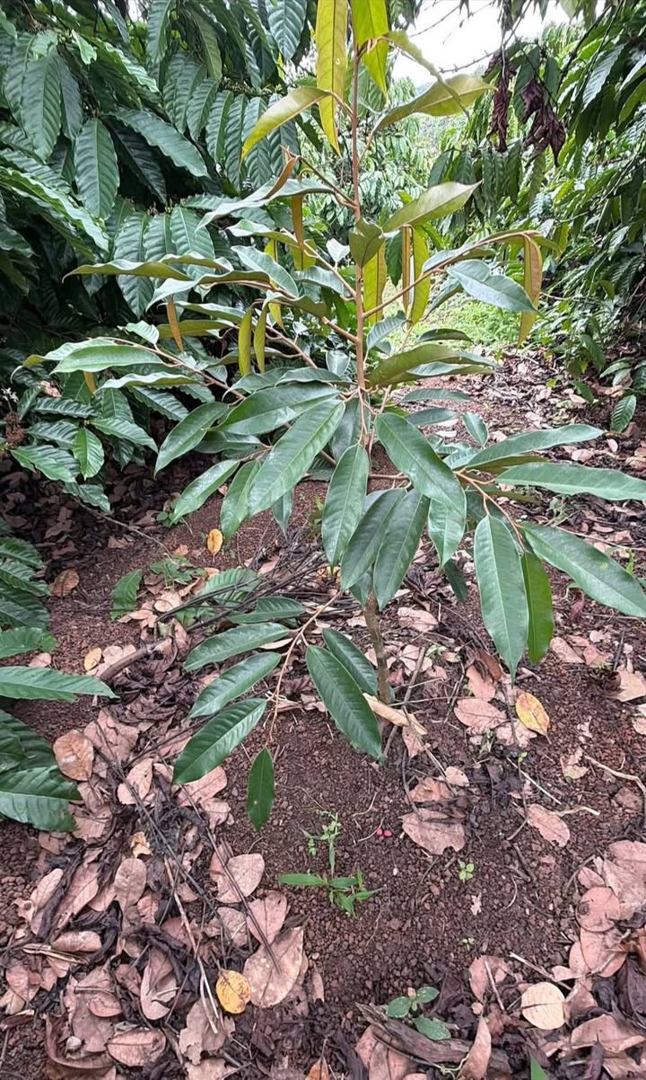 Đất nền Quảng Hiệp, Cư M'gar, Đắk Lắk 14,400m² giá 1.4 tỷ - Đầu tư sinh lời ngay!