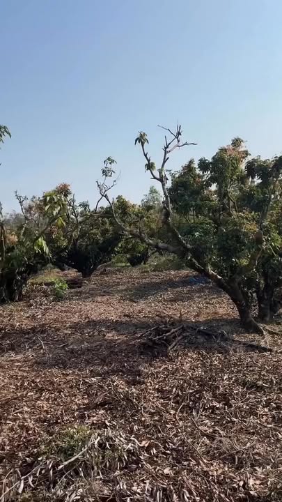 Lô đất Farm 21.000m² tại Trường Sơn, Bắc Giang - Cơ hội đầu tư tuyệt vời!