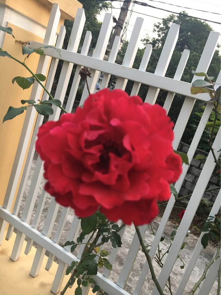 Đất nền tại Tây Hoa Lư, Ninh Bình 225m² - Cơ hội đầu tư hấp dẫn!