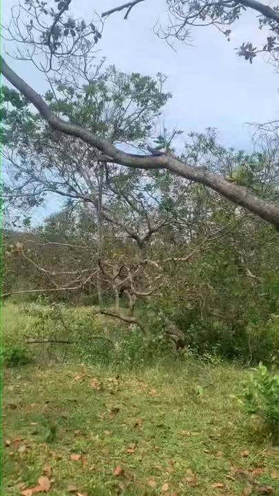 Đất Farm 45000m² Thọ Sơn, Bù Đăng - Cho thuê chỉ 50 triệu/năm!