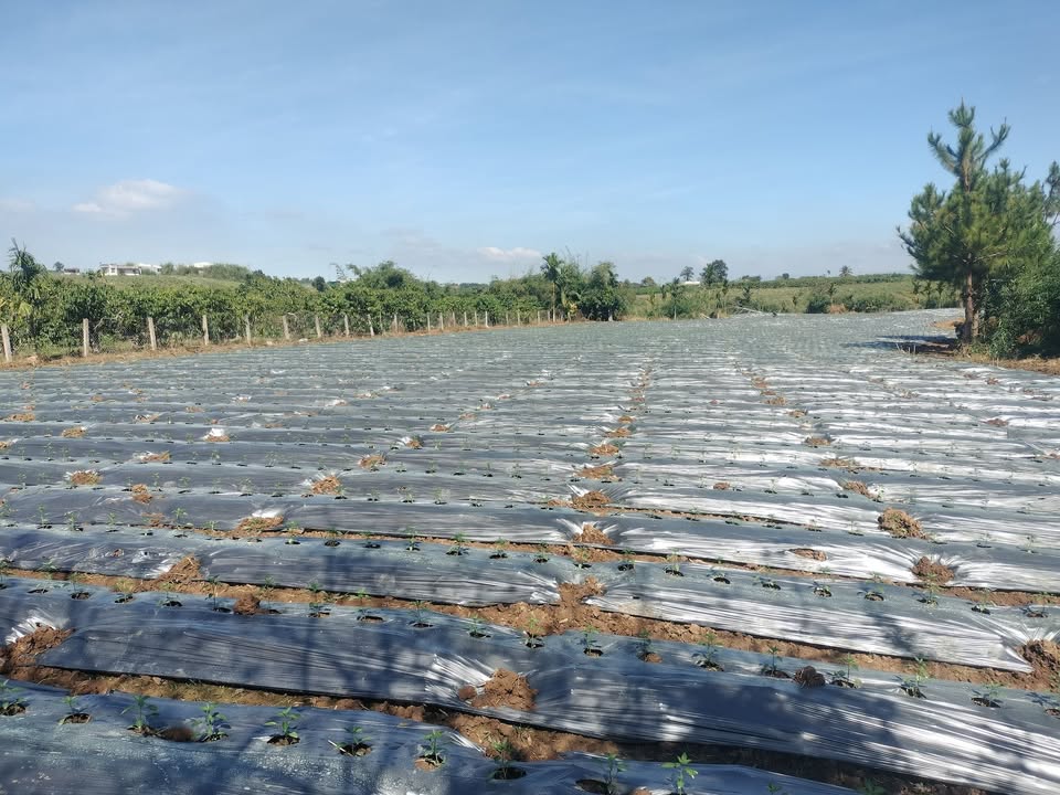 Đất nền Tân Văn 25.200m² giá 3.5 tỷ - Đầu tư sinh lời ngay!