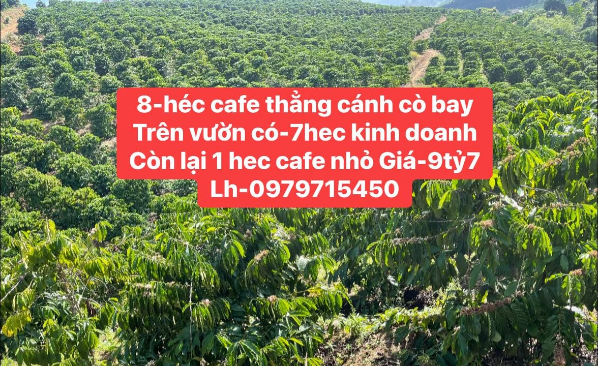 Farm 8ha tại Suối Vàng, Đak Glong, Lâm Đồng - Giá chỉ 9.7 tỷ