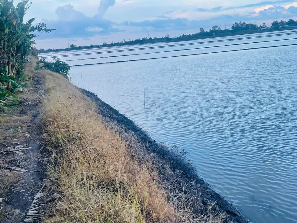 Đất ruộng Mỹ Thới, Long Xuyên 14 công giá 400 triệu - Mặt tiền rộng 74m