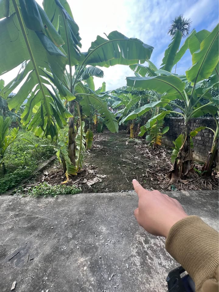 Đất nền Phù Ninh 75m² giá 500 triệu - Vị trí đắc địa, xe 7 chỗ vào tận nơi!