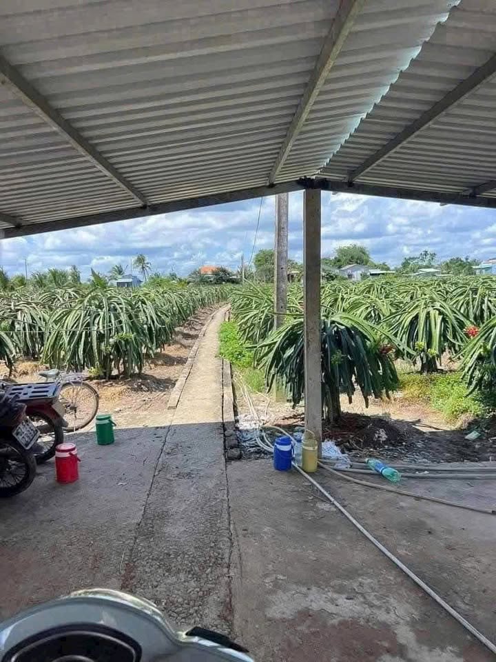 Đất lúa An Lục Long Châu Thành 1380m² giá 499 triệu - Sổ hồng chính chủ!