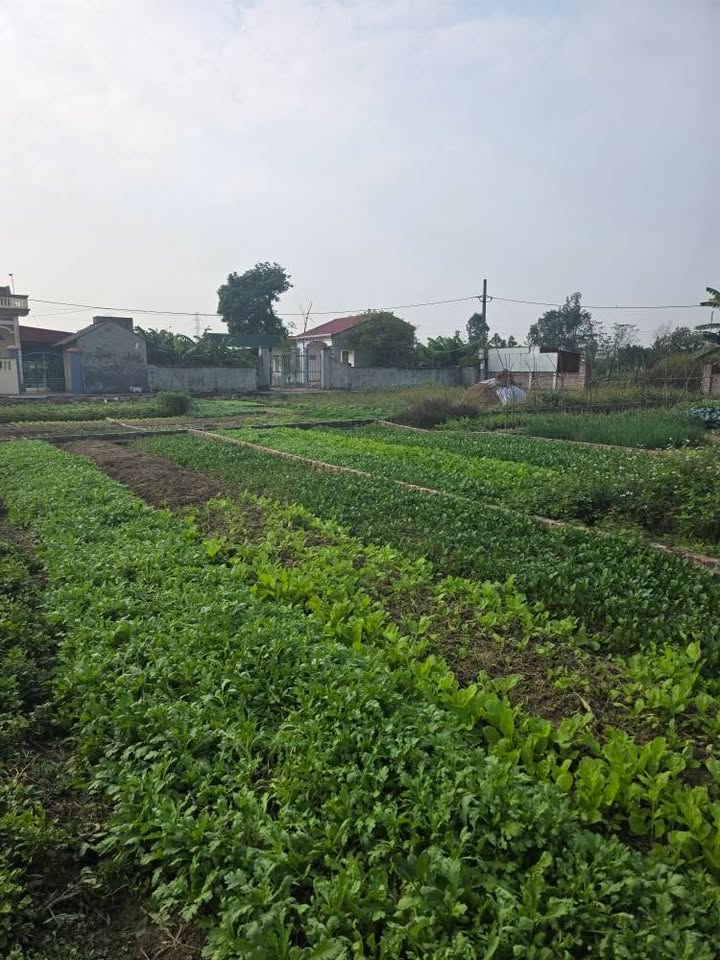 Đất thổ cư Trung Chính Lương Tài 82.5m² giá chỉ 1 tỷ - Đường ô tô vào tận nơi!