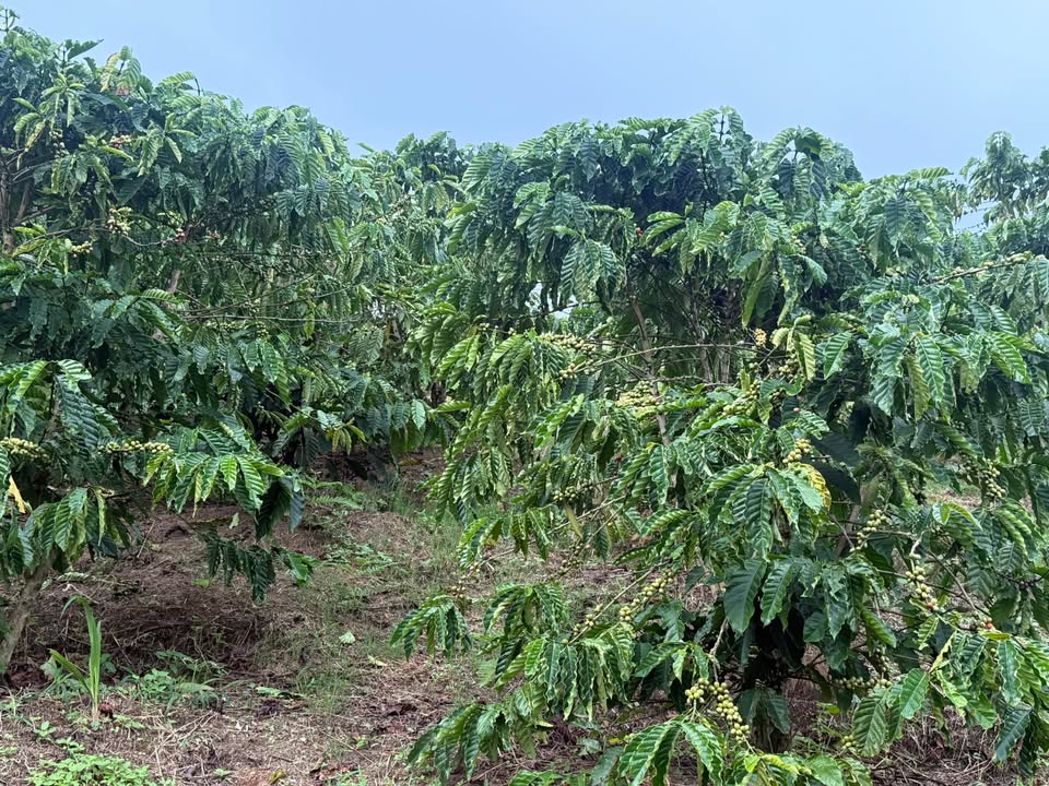 Đất Lâm Bồ Phúc Thọ 12.000m² giá 1.1 tỷ - Cơ hội đầu tư tuyệt vời!