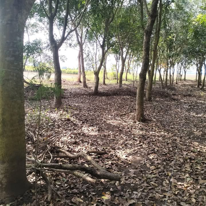 Đất nền Xuân Phú 360m² giá thỏa thuận - Gần suối Cát, đường xe hơi thuận tiện!