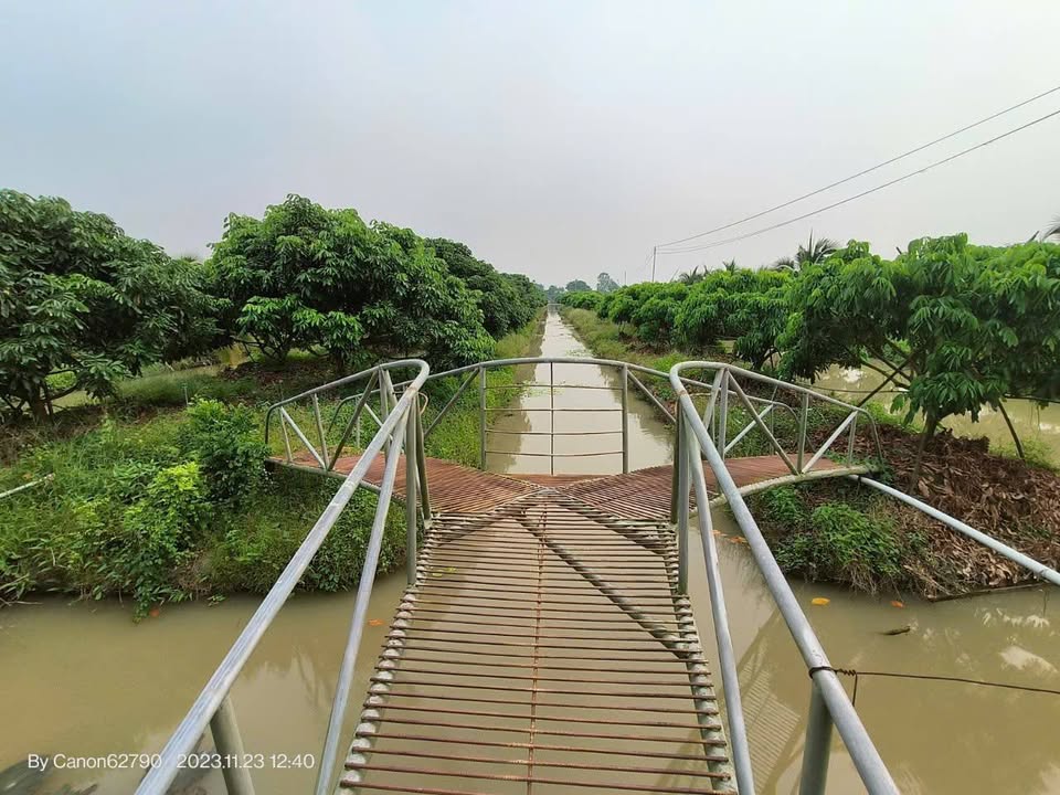 Farm Định Thành, Thoại Sơn 54.000m² giá 13.5 tỷ - Đầu tư sinh lời ngay!