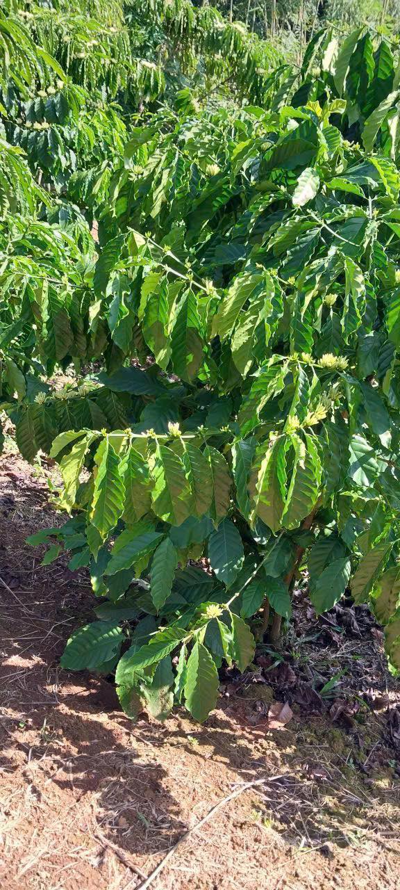 Đất vườn 6000m² Tân Châu Di Linh giá 2.1 tỷ - Sổ đỏ chính chủ!