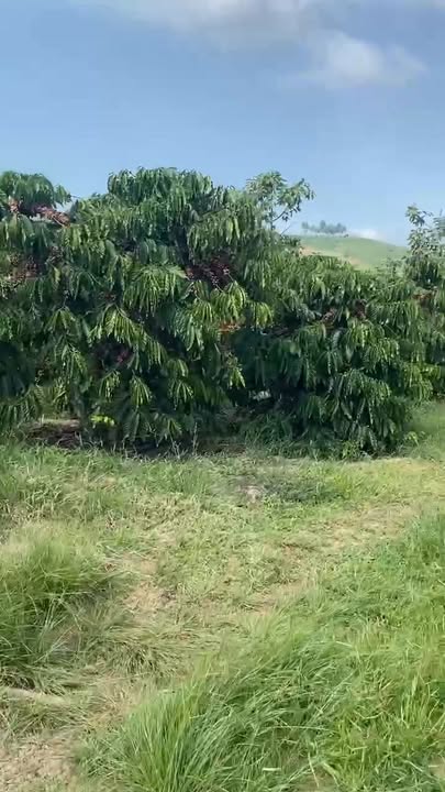 Đất nền Tân Văn Lâm Hà 2500m² giá 1.1 tỷ - Đầu tư sinh lời ngay!