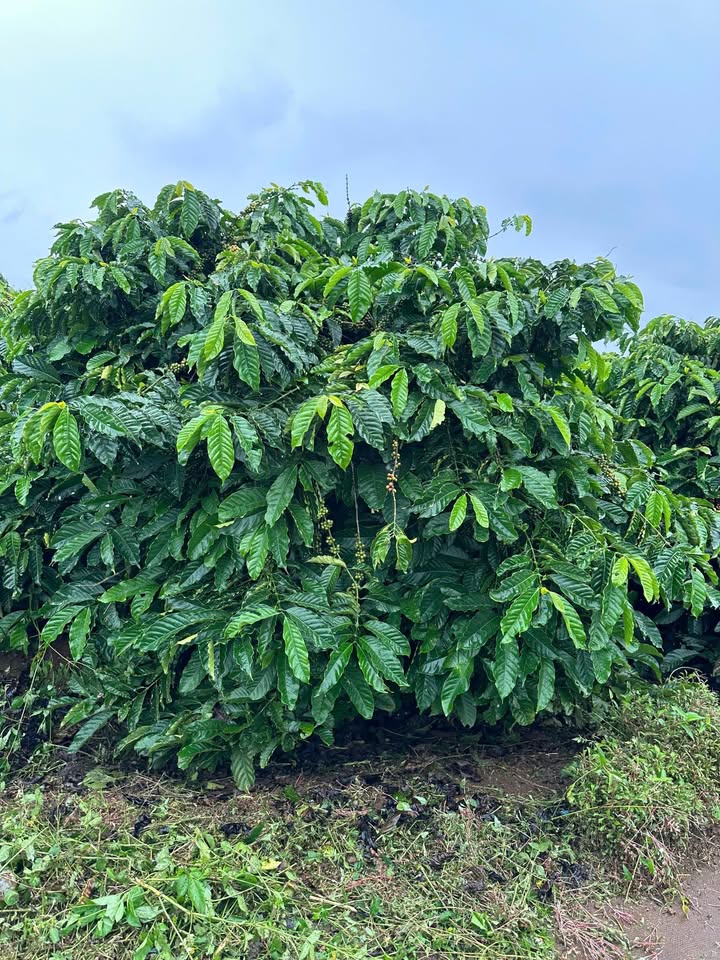 Đất nền Phúc Thọ Lâm Hà 1600m² giá 950 triệu - Đầu tư sinh lời nhanh chóng!