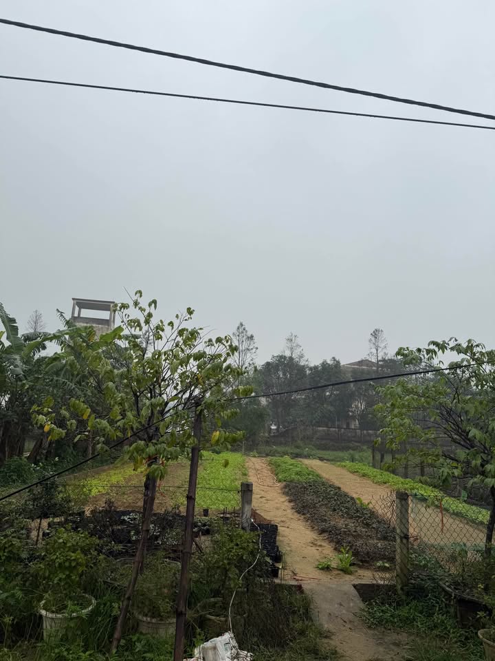 Đất nền đường Cần Vương, xóm Kim Chi, 99m² - Giá tốt cho đầu tư!