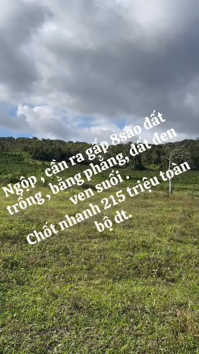 Đất Sơ Pai Kbang 7700m² giá 215 triệu - Sổ đỏ chính chủ, trồng cây ăn trái hiệu quả!