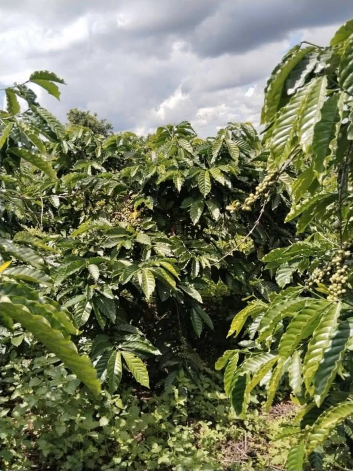 Đất Farm 1,9ha tại Dliê Yang, Ea H'leo - Giá 3,5 tỷ, Điện nước đầy đủ!