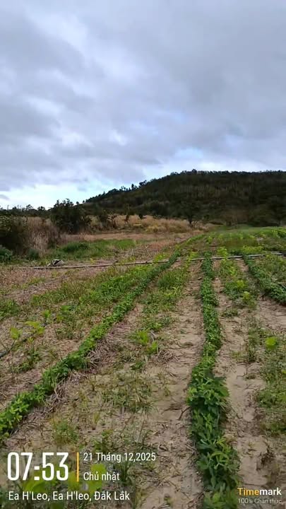 Đất nông nghiệp 10ha tại Thôn 2A, xã Ea H'leo - Giá chỉ 2.4 tỷ VND, đầu tư sinh lời!