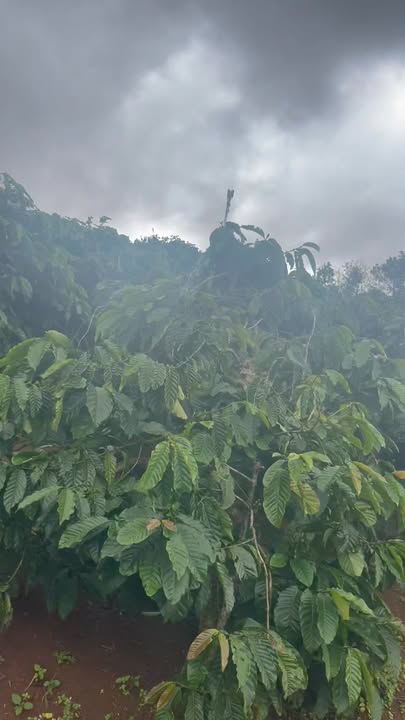 Đất nền 28800m² tại Tam Giang, Krông Năng - Giá thỏa thuận hấp dẫn!