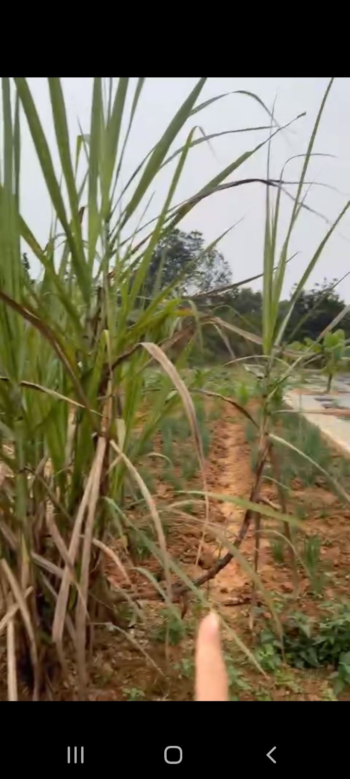 Đất thổ cư Lưỡng Vượng Tuyên Quang 161m² giá 800 triệu - Mặt tiền 5,1m, ô tô vào tận nơi!