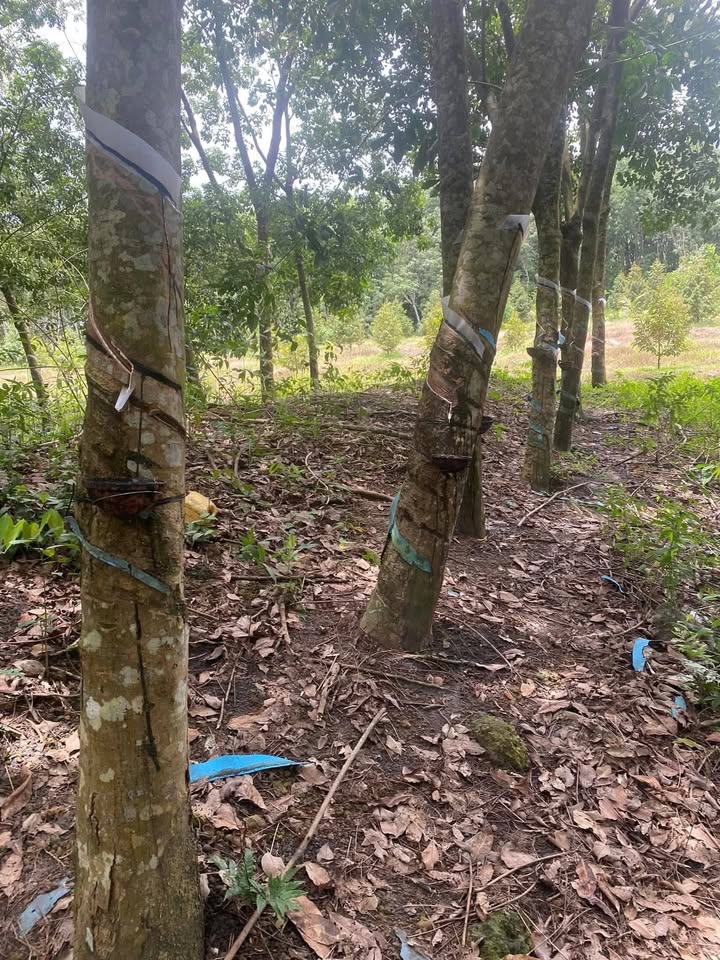 Đất nền khu dân cư Lộc An 600m² giá 690 triệu - Sổ hồng chính chủ, mặt tiền bê tông 28m!