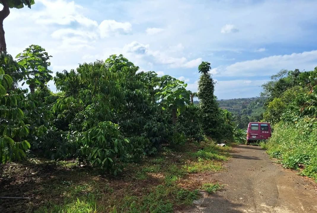 Đất cà phê 3000m² tại Lộc Nga, Bảo Lộc chỉ 2.7 tỷ - Cơ hội đầu tư tuyệt vời!