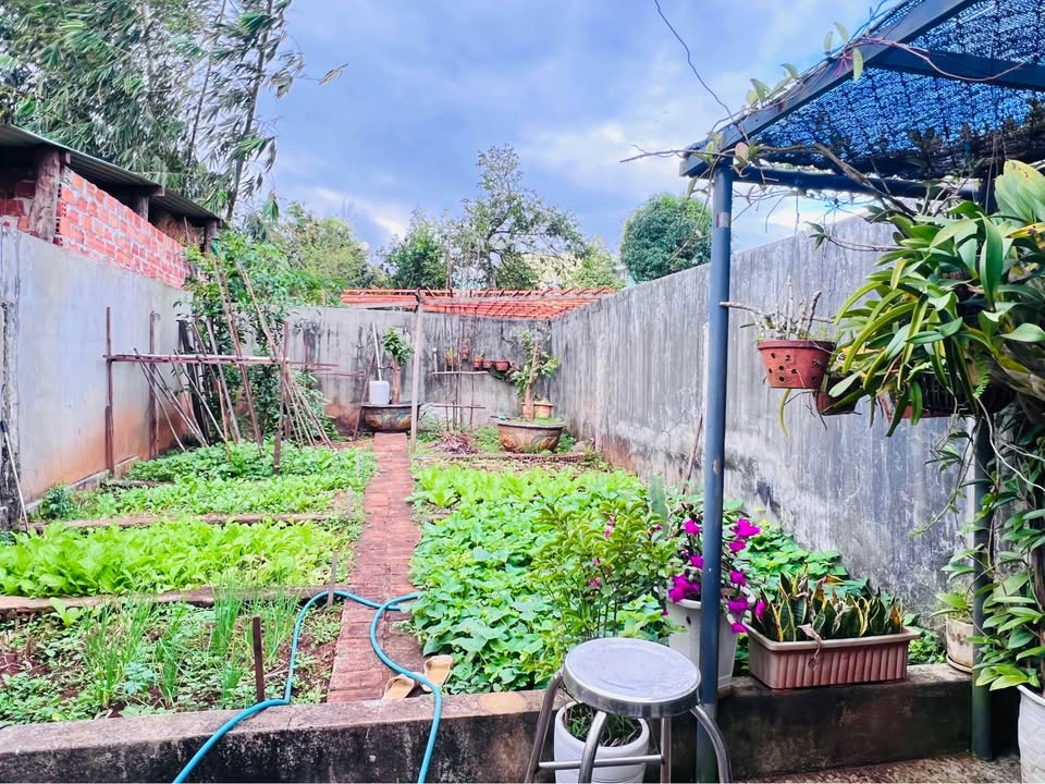 Nhà phố Lý Nam Đế, Pleiku 225m² giá 3 tỷ - Có vườn trồng rau quanh năm!