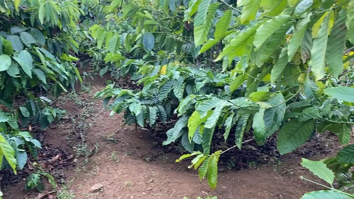 Đất nền Bờ Ngoong, Chư Sê 2000m² giá 350 triệu - Cơ hội đầu tư tuyệt vời!