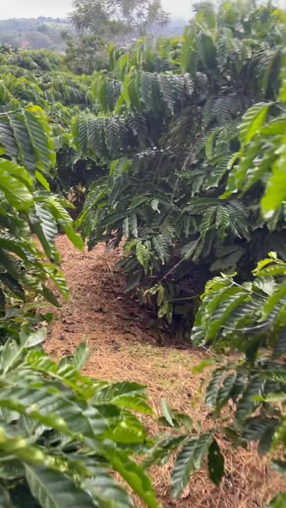 Đất Hòa Bắc 4800m² giá 3.1 tỷ - Đầu tư sinh lời tuyệt vời!