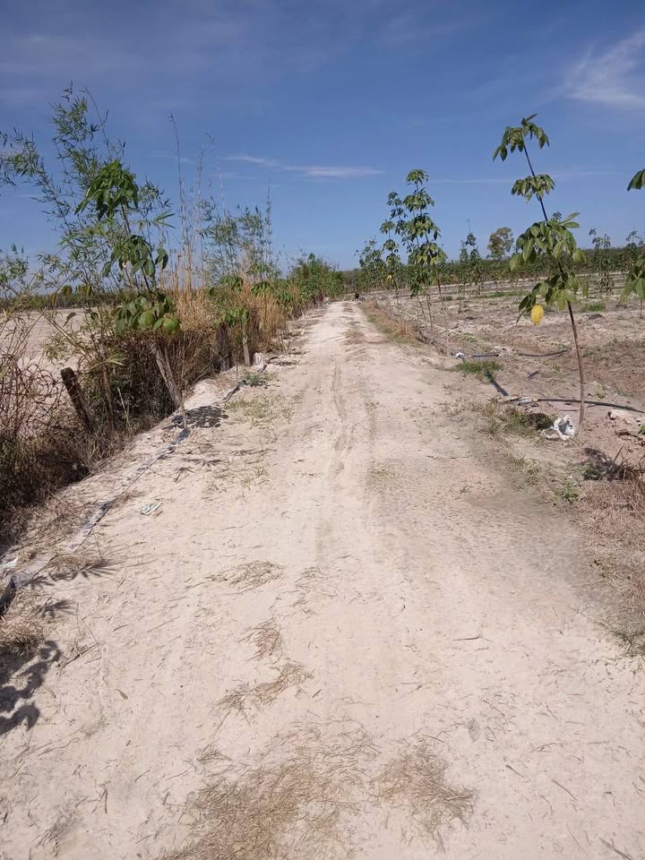 Đất trống 20 mẫu tại xã Hảo Đước, Tây Ninh - Đường lớn, ô tô vào tận nơi!