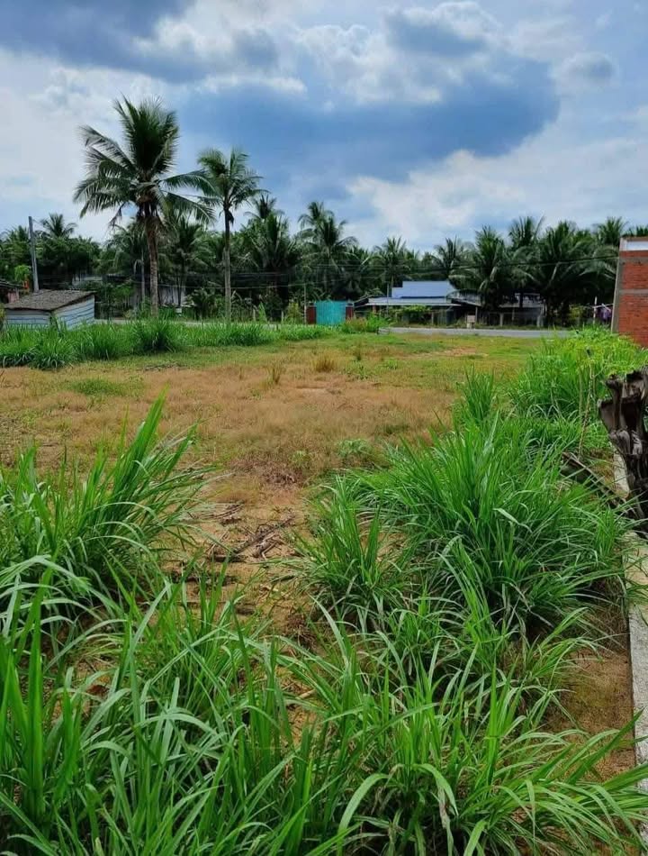 Đất Mặt Tiền Quốc Lộ 57, Tân Bình, Mỏ Cày Bắc, 645m² - Cơ hội đầu tư tuyệt vời!