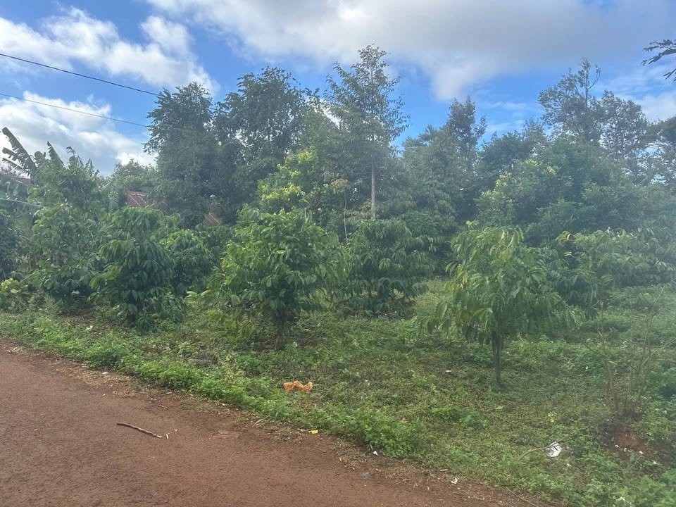 Đất nền phường Tân Lập, Buôn Ma Thuột 600m² giá 5.85 tỷ - Tiềm năng đầu tư cao!