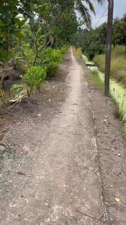 Đất vườn 3100m² tại Phú Hòa, Cai Lậy - Giá 7.44 tỷ - Cơ hội đầu tư tuyệt vời!