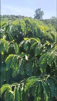 Đất Tân Hà Biên Hòa 3200m² sổ đỏ - Giá chỉ 1.35 tỷ VND