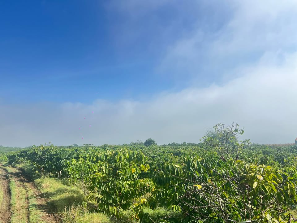 Đất nền Đinh Lạc, Di Linh 4200m² giá 1.8 tỷ - Đầu tư sinh lời hấp dẫn!