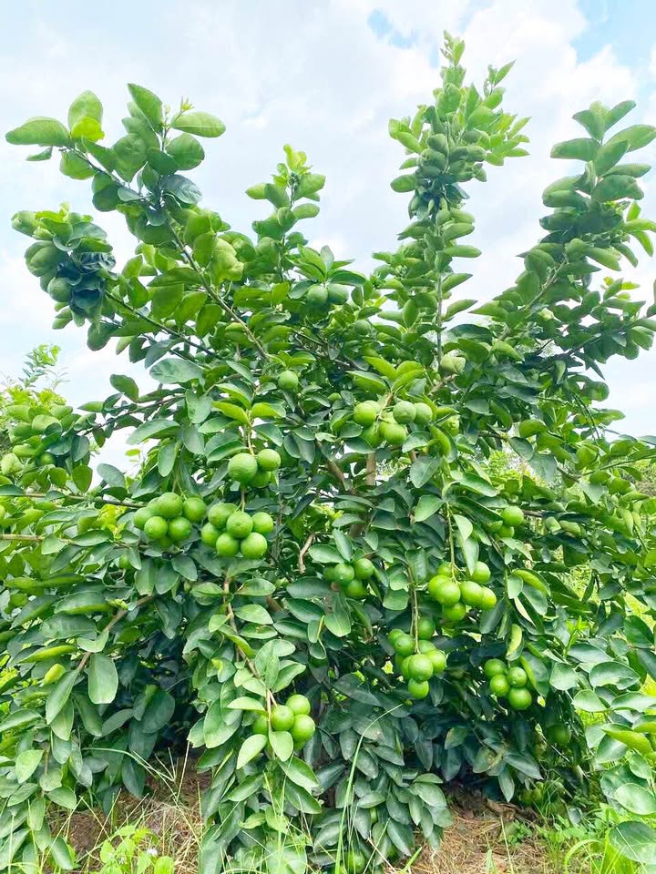 Đất vườn 5200m² tại Lương Hoà, Bến Lức - Giá chỉ 5.7 tỷ!