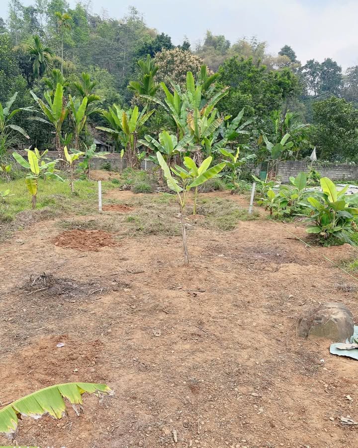 Đất thổ cư 125m² Xuân Tăng, Lào Cai - Giá chỉ 1.3 tỷ, gần cầu Múc!